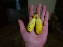 ... banány i mikrobanánky :-) Ale jsou výborné.