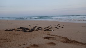 Vypouštění čerstvě vylíhlých želviček do moře.