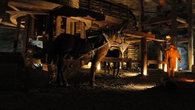 Koně pracovali v dolech i po několik generací. Poslední opustil podzemí roku 2002 ...