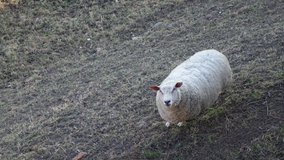 Zato tahle ovce si podle toho zlého pohledu asi pamatuje, jaký nepořádek jsme tu dělali :-)