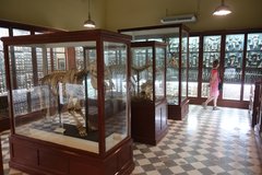 Ghar Dalam muzeum ... v jeskyni byly totiž ve velkém nalezeny pozůstatky slonů, jelenů a jiných velkých zvířat.