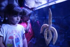 Akvárium = plno mořských potvor a dětí :-)