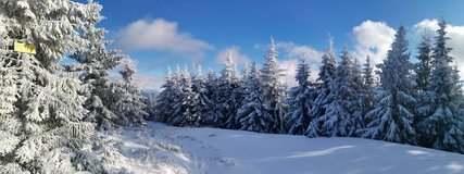Vrchol Majcherkowa (1359 m.n.m.). Op�t le�� mimo stezku a musel jsem se prod�rat smr��m :-)